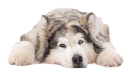 Photo of Beautiful Alaskan malamute dog on white background