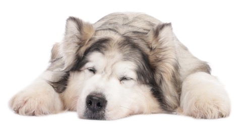Photo of Sleepy Alaskan malamute dog on white background
