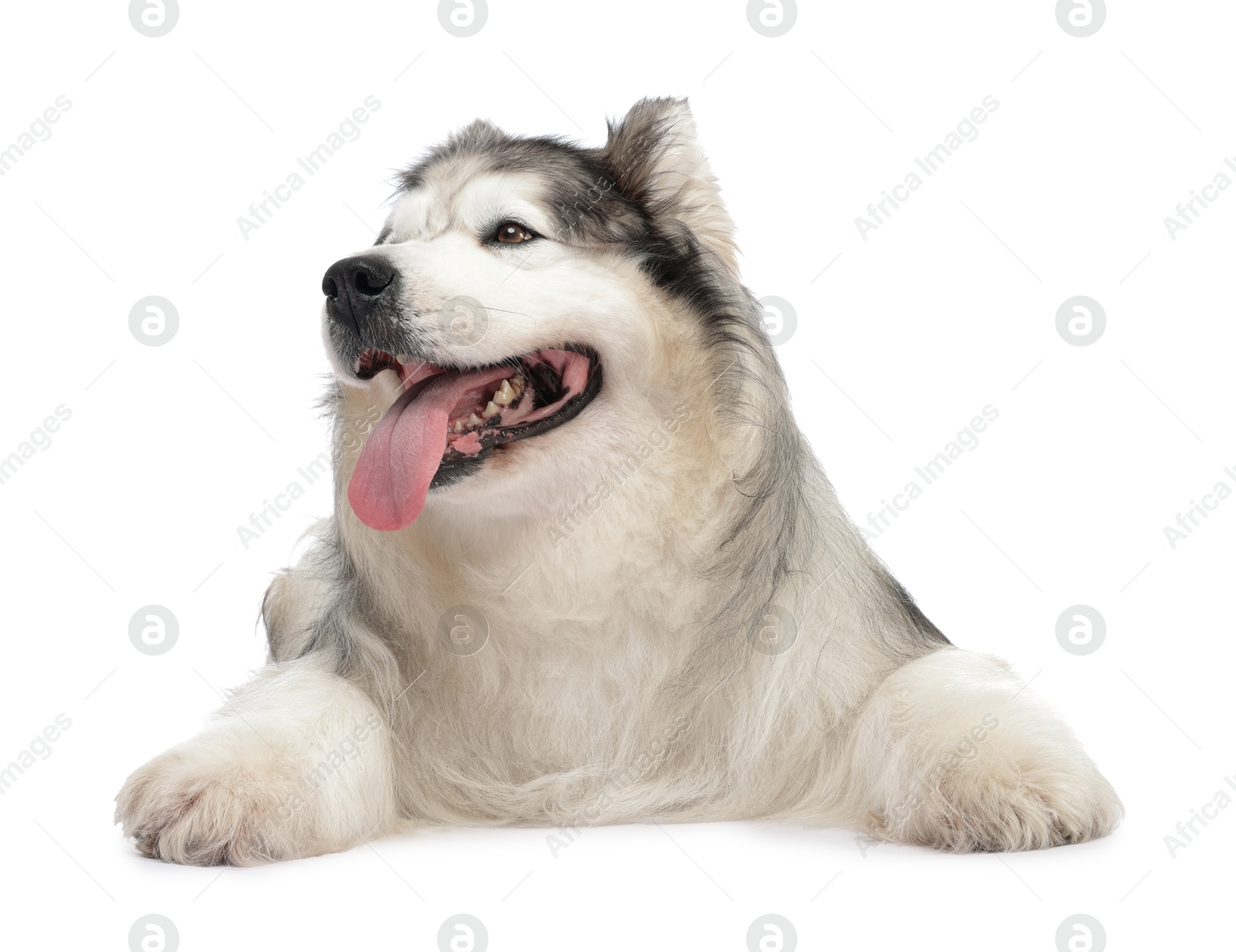 Beautiful Alaskan malamute dog on white background Photo of Beautiful Alaskan malamute dog on white background