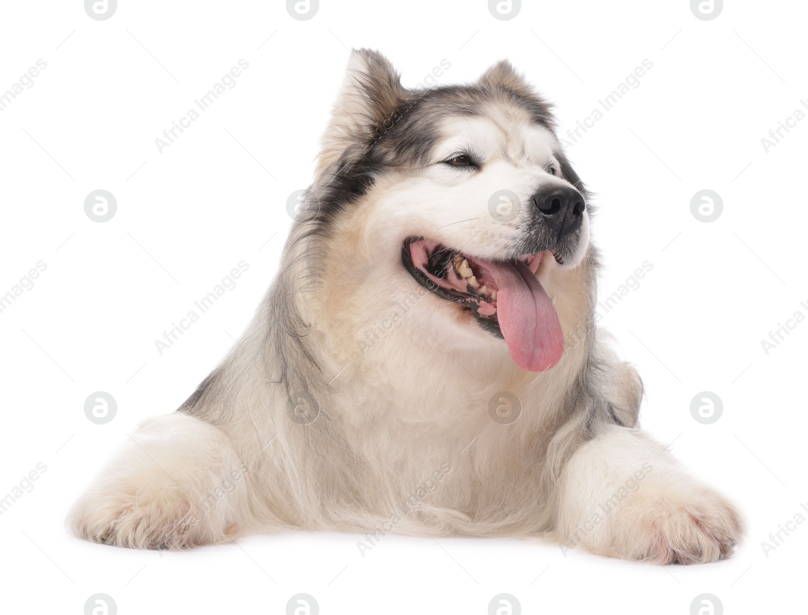 Beautiful Alaskan malamute dog on white background Photo of Beautiful Alaskan malamute dog on white background