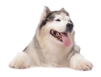 Photo of Beautiful Alaskan malamute dog on white background