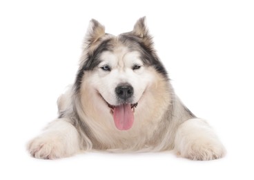 Photo of Beautiful Alaskan malamute dog on white background