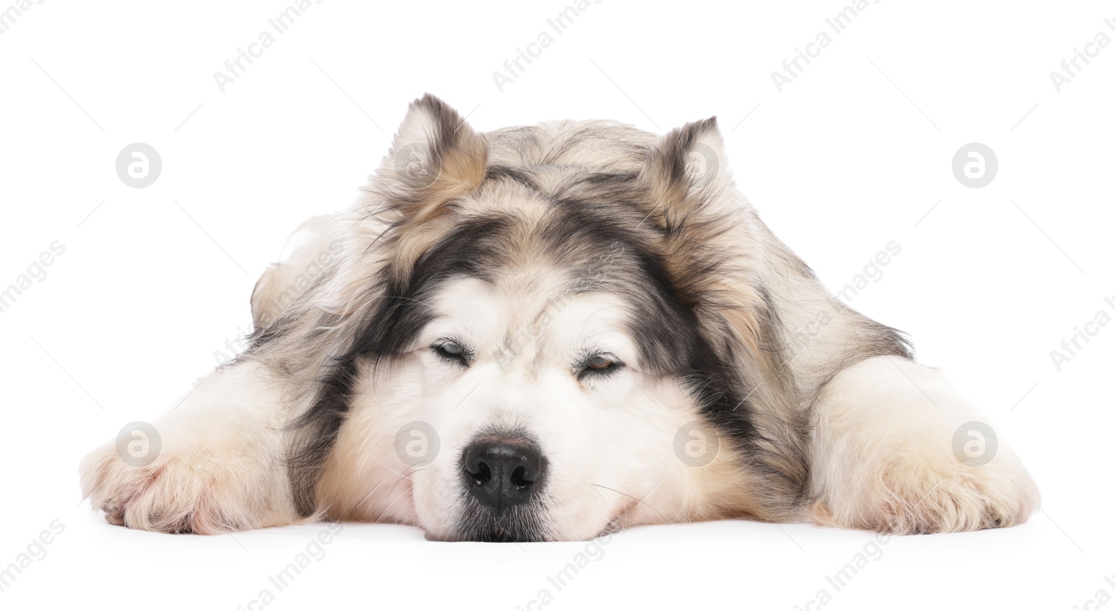 Sleepy Alaskan malamute dog on white background Photo of Sleepy Alaskan malamute dog on white background