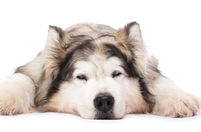 Photo of Sleepy Alaskan malamute dog on white background
