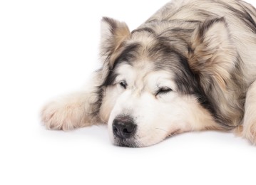 Photo of Sleepy Alaskan malamute dog on white background