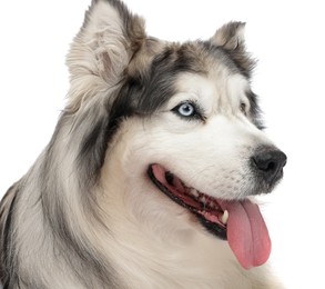 Photo of Beautiful Alaskan malamute dog on white background