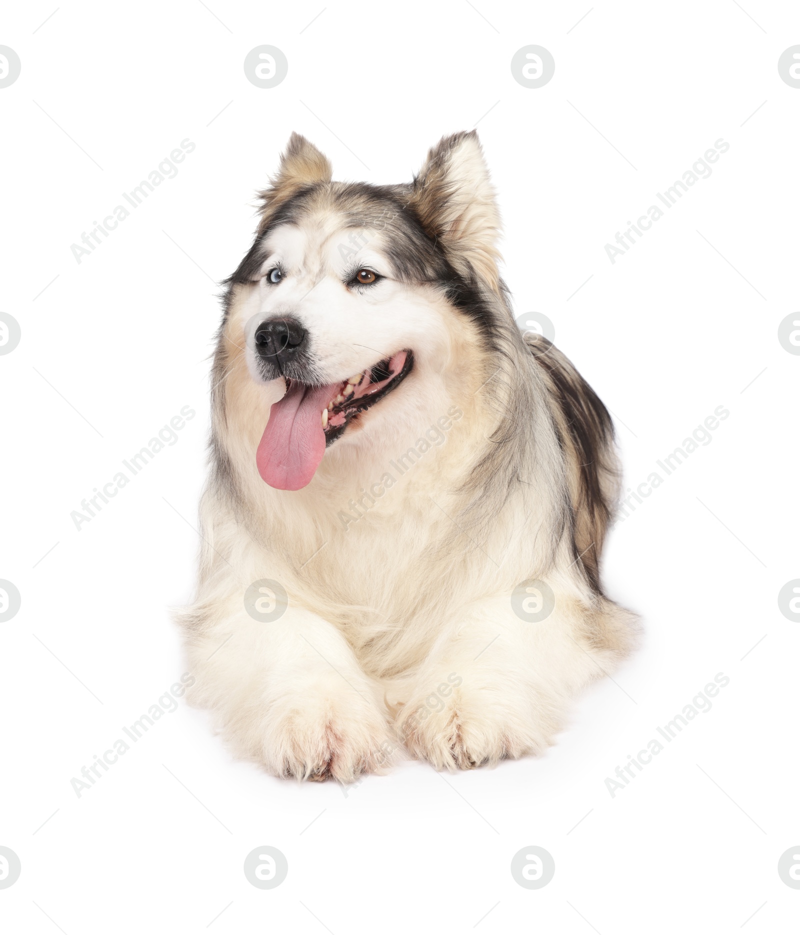 Beautiful Alaskan malamute dog on white background Photo of Beautiful Alaskan malamute dog on white background