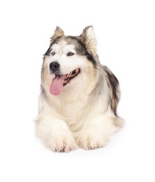 Photo of Beautiful Alaskan malamute dog on white background