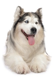 Photo of Beautiful Alaskan malamute dog on white background