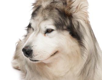Photo of Beautiful Alaskan malamute dog on white background