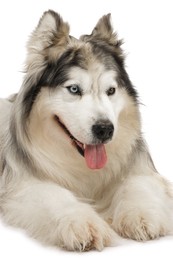 Photo of Beautiful Alaskan malamute dog on white background