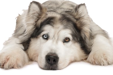 Photo of Beautiful Alaskan malamute dog on white background