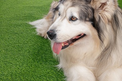 Photo of Beautiful Alaskan malamute dog on artificial grass, closeup