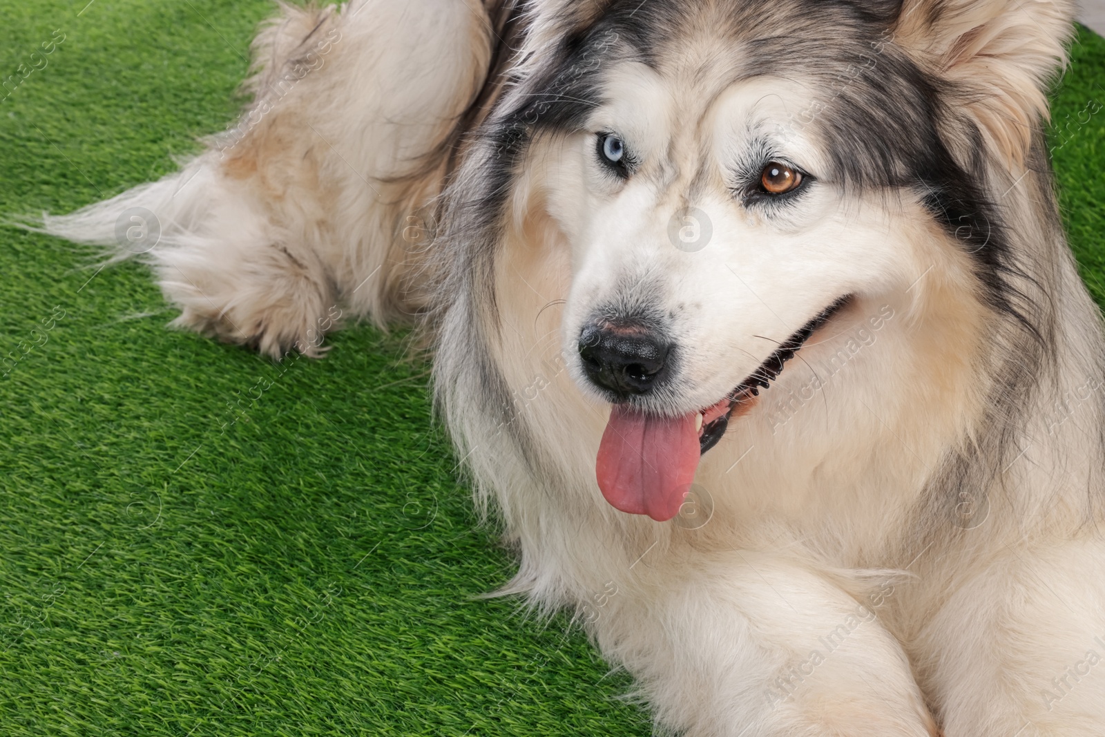 Beautiful Alaskan malamute dog on artificial grass, closeup Photo of Beautiful Alaskan malamute dog on artificial grass, closeup