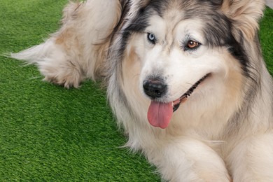 Photo of Beautiful Alaskan malamute dog on artificial grass, closeup