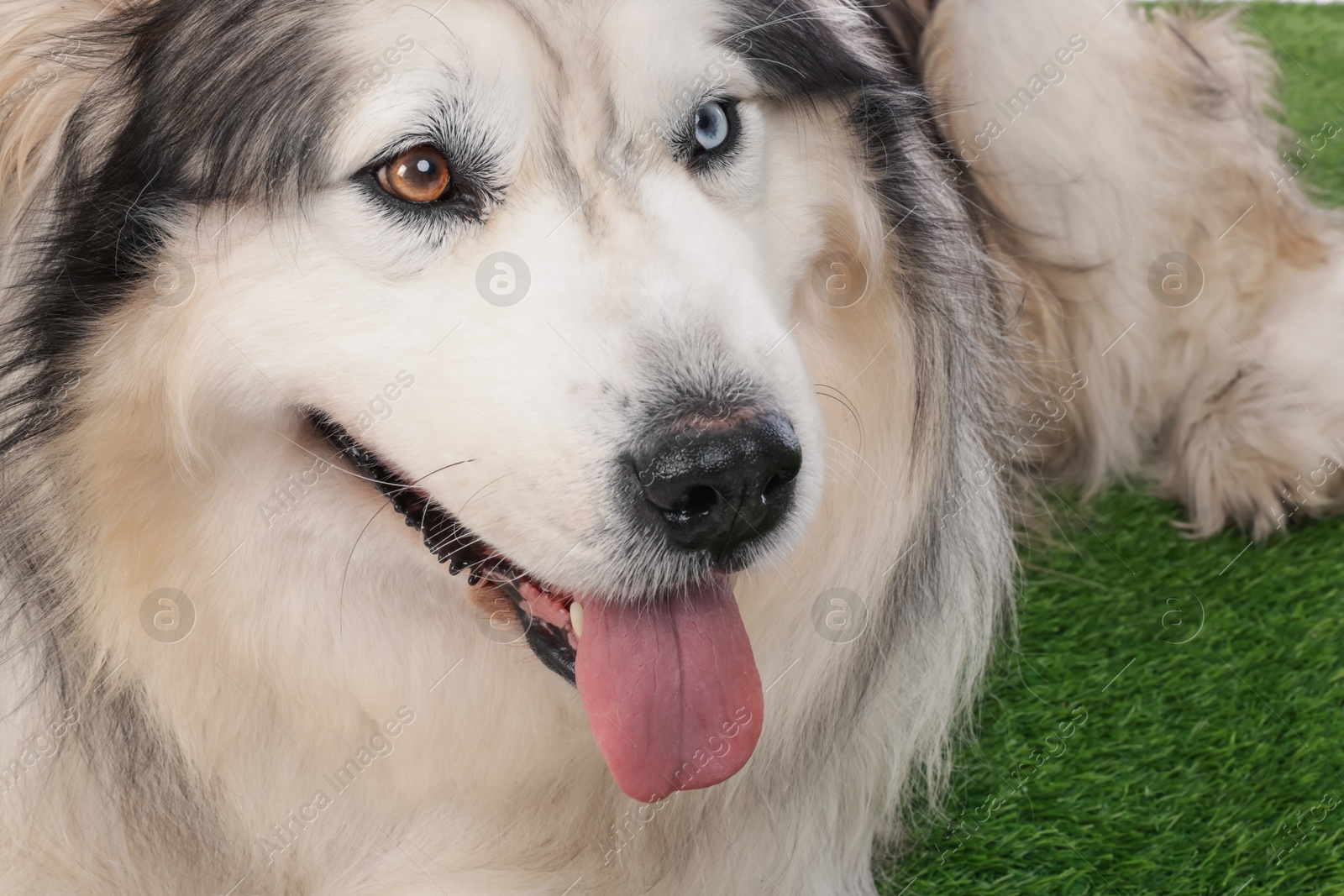 Beautiful Alaskan malamute dog on artificial grass, closeup Photo of Beautiful Alaskan malamute dog on artificial grass, closeup