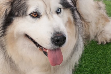 Photo of Beautiful Alaskan malamute dog on artificial grass, closeup