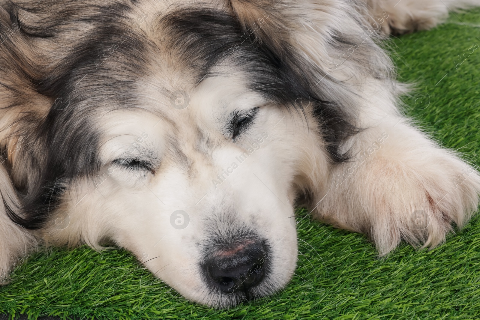 Sleepy Alaskan malamute dog on artificial grass, closeup Photo of Sleepy Alaskan malamute dog on artificial grass, closeup