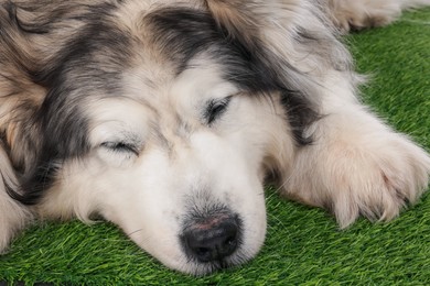 Photo of Sleepy Alaskan malamute dog on artificial grass, closeup