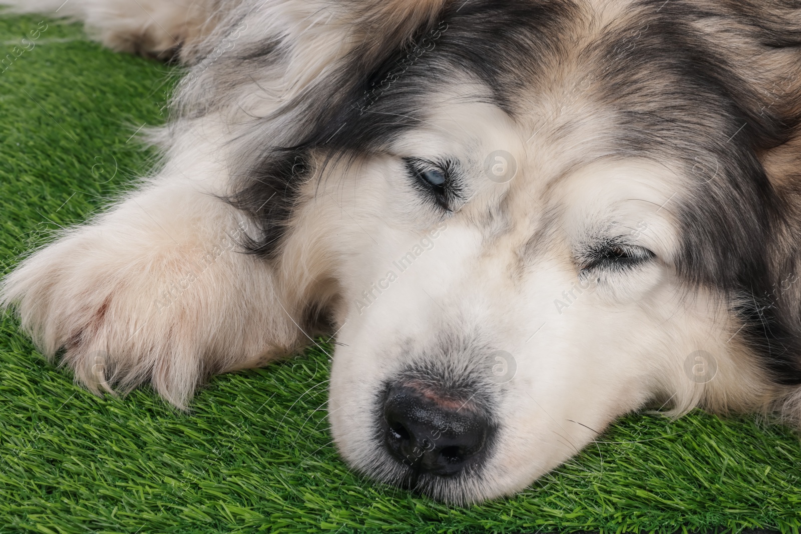 Sleepy Alaskan malamute dog on artificial grass, closeup Photo of Sleepy Alaskan malamute dog on artificial grass, closeup