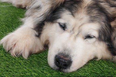 Photo of Sleepy Alaskan malamute dog on artificial grass, closeup