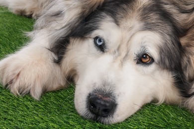Photo of Beautiful Alaskan malamute dog on artificial grass, closeup