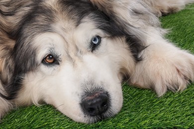 Photo of Beautiful Alaskan malamute dog on artificial grass, closeup