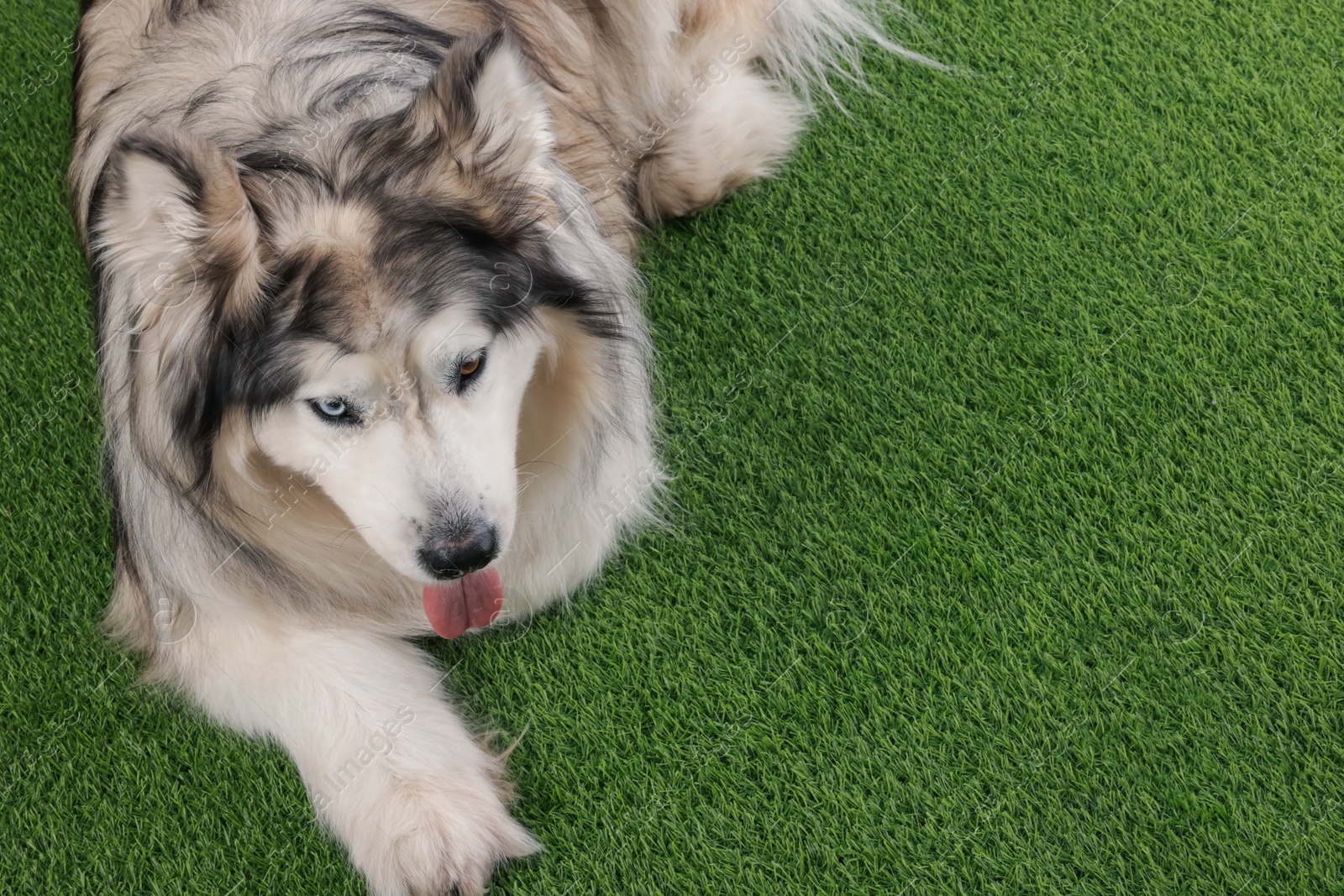 Beautiful Alaskan malamute dog on artificial grass. Space for text Photo of Beautiful Alaskan malamute dog on artificial grass. Space for text