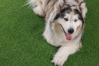 Photo of Beautiful Alaskan malamute dog on artificial grass. Space for text