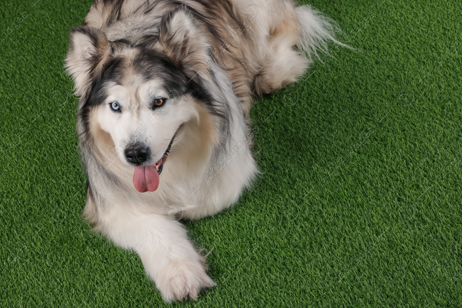 Beautiful Alaskan malamute dog on artificial grass. Space for text Photo of Beautiful Alaskan malamute dog on artificial grass. Space for text