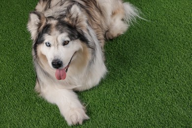 Photo of Beautiful Alaskan malamute dog on artificial grass. Space for text