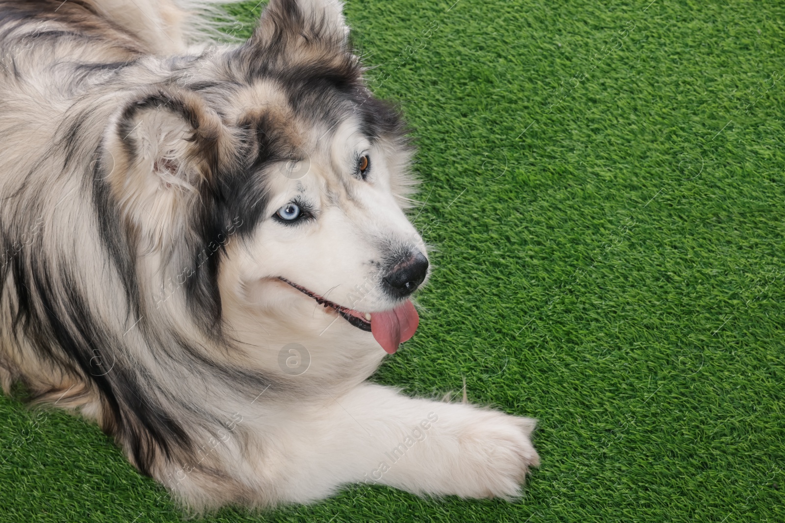 Beautiful Alaskan malamute dog on artificial grass. Space for text Photo of Beautiful Alaskan malamute dog on artificial grass. Space for text