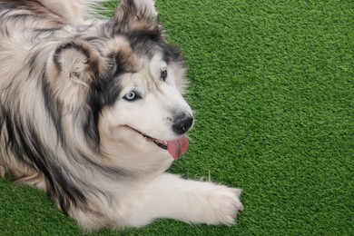Photo of Beautiful Alaskan malamute dog on artificial grass. Space for text
