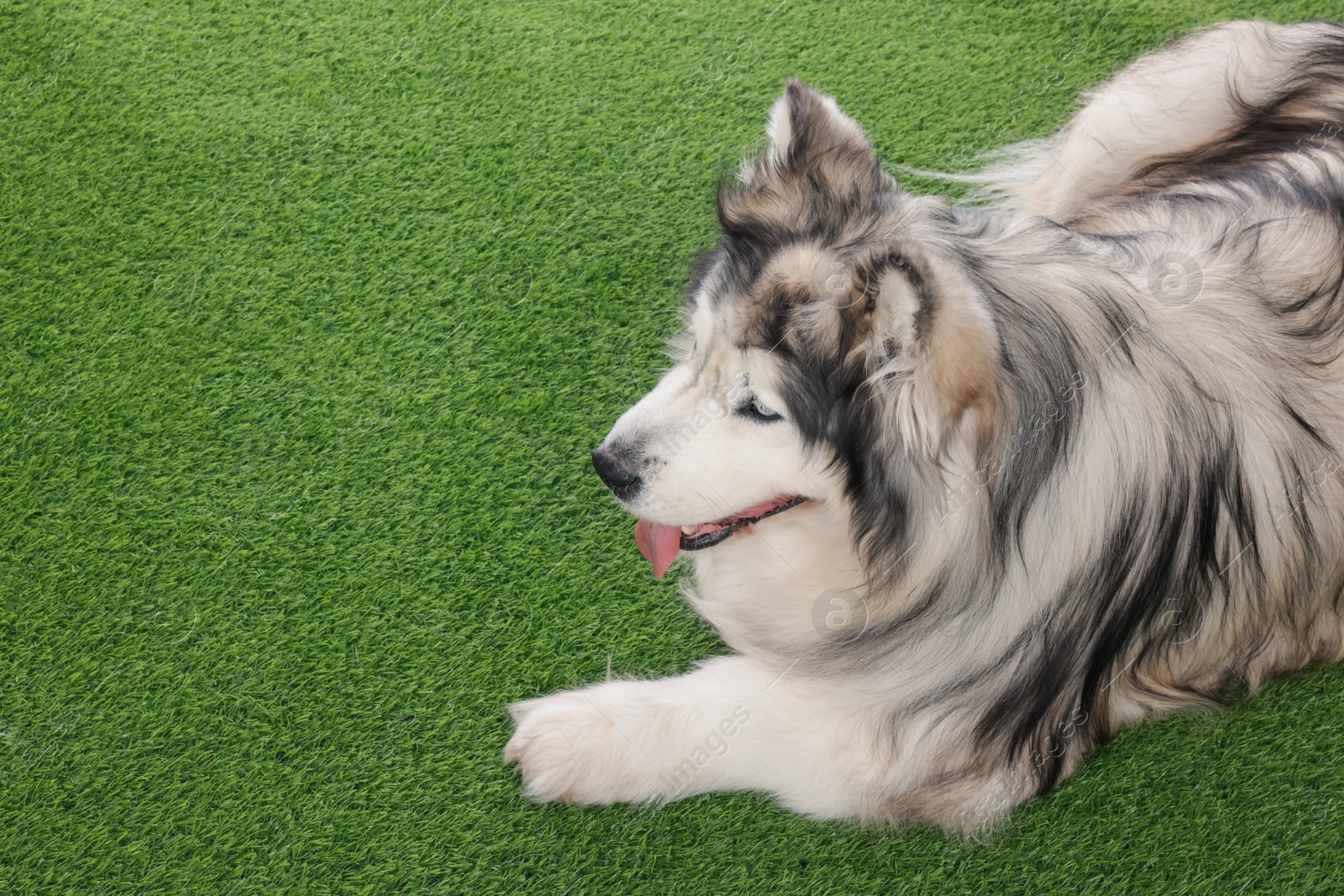 Beautiful Alaskan malamute dog on artificial grass. Space for text Photo of Beautiful Alaskan malamute dog on artificial grass. Space for text