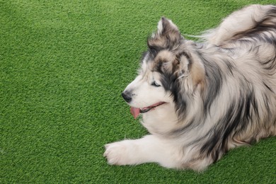 Photo of Beautiful Alaskan malamute dog on artificial grass. Space for text