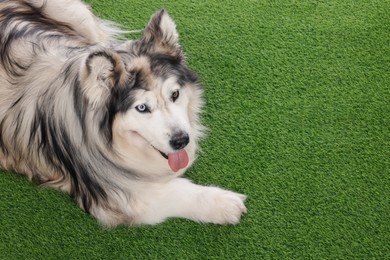 Photo of Beautiful Alaskan malamute dog on artificial grass. Space for text
