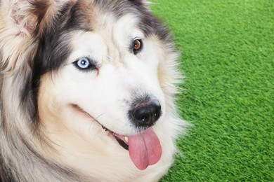 Photo of Beautiful Alaskan malamute dog on artificial grass, closeup