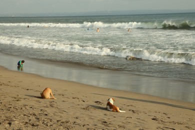 Photo of Bali, Indonesia - May 20, 2025: Cute dogs lying on sandy beach and people swimming in sea