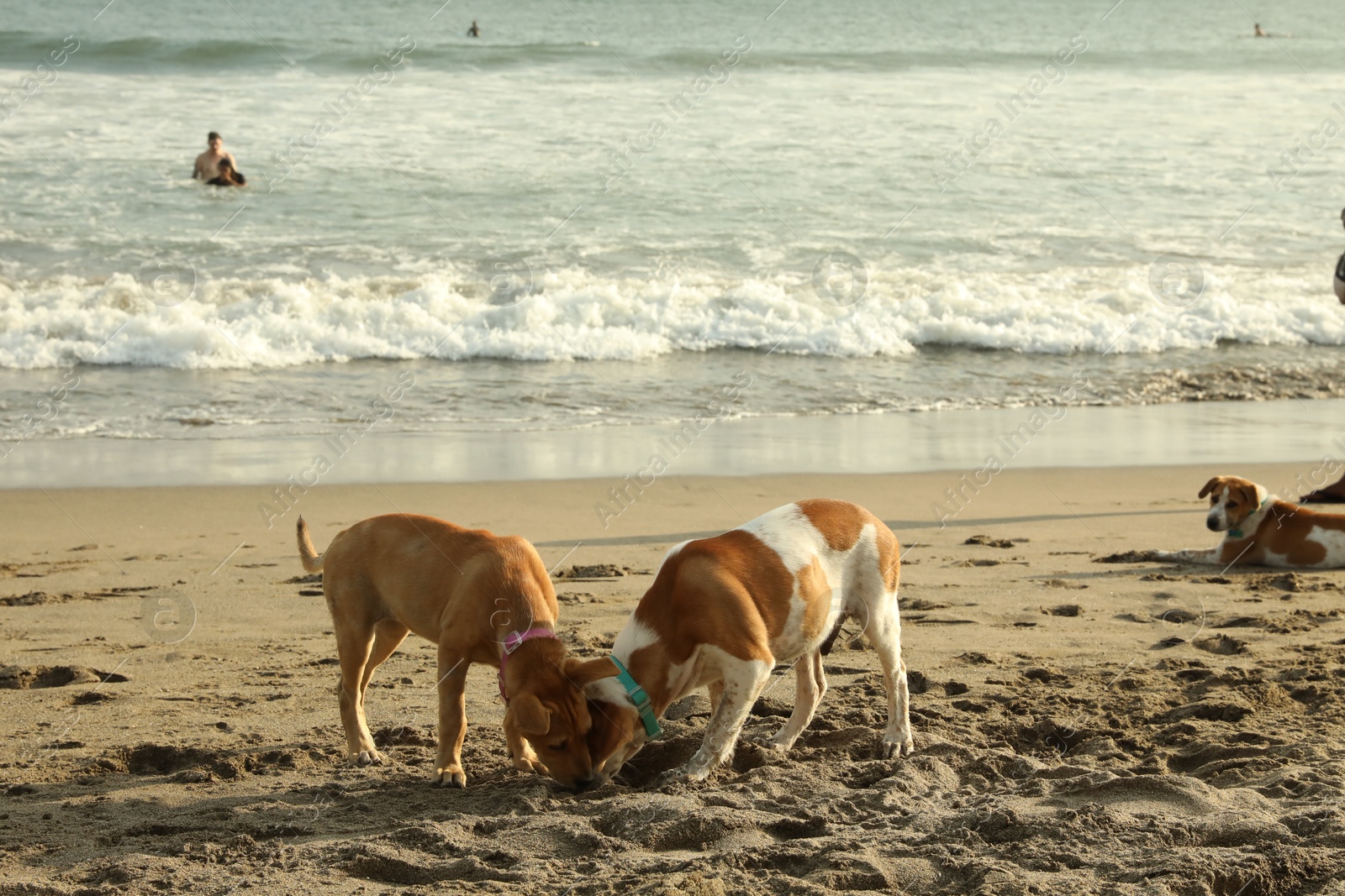 Bali, Indonesia - May 20, 2025: Cute dogs on sandy beach Photo of Bali, Indonesia - May 20, 2025: Cute dogs on sandy beach