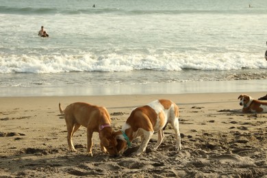 Photo of Bali, Indonesia - May 20, 2025: Cute dogs on sandy beach