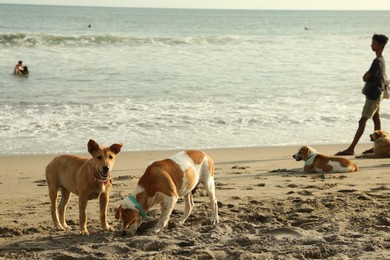 Photo of Bali, Indonesia - May 20, 2025: Cute dogs on sandy beach