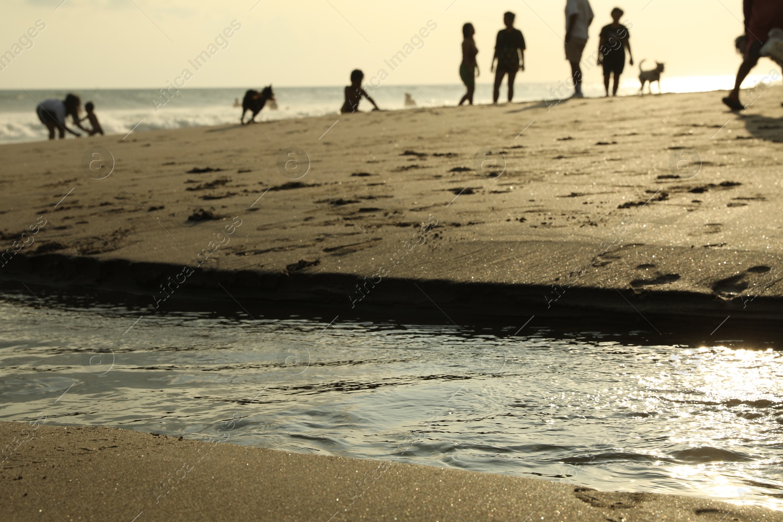 Bali, Indonesia - May 20, 2025: People and dogs spending time on beach, selective focus Photo of Bali, Indonesia - May 20, 2025: People and dogs spending time on beach, selective focus