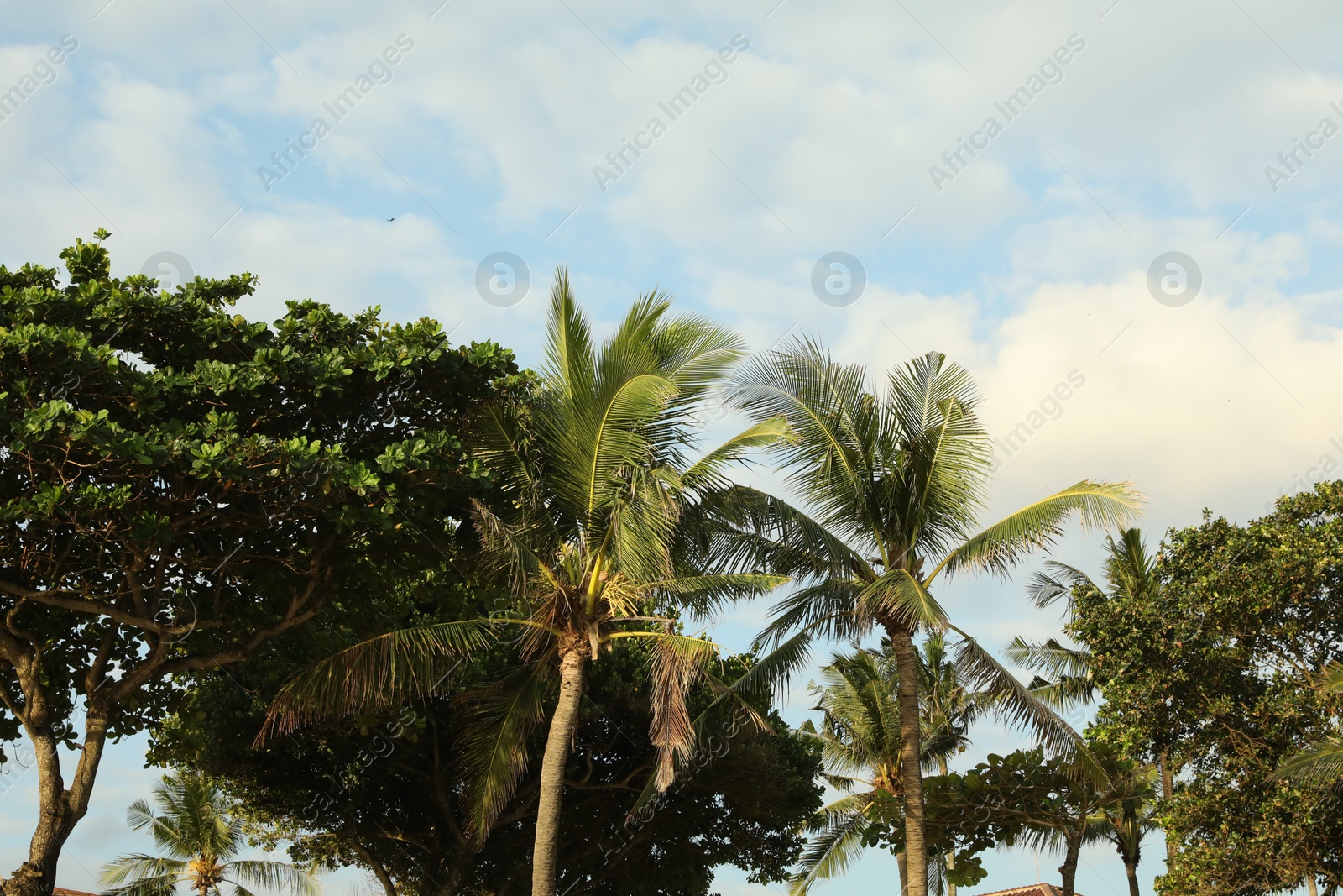 Beautiful palms tree and other trees growing outdoors, low angle view Photo of Beautiful palms tree and other trees growing outdoors, low angle view