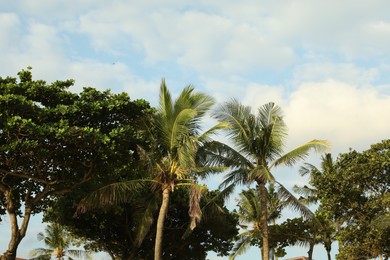 Photo of Beautiful palms tree and other trees growing outdoors, low angle view