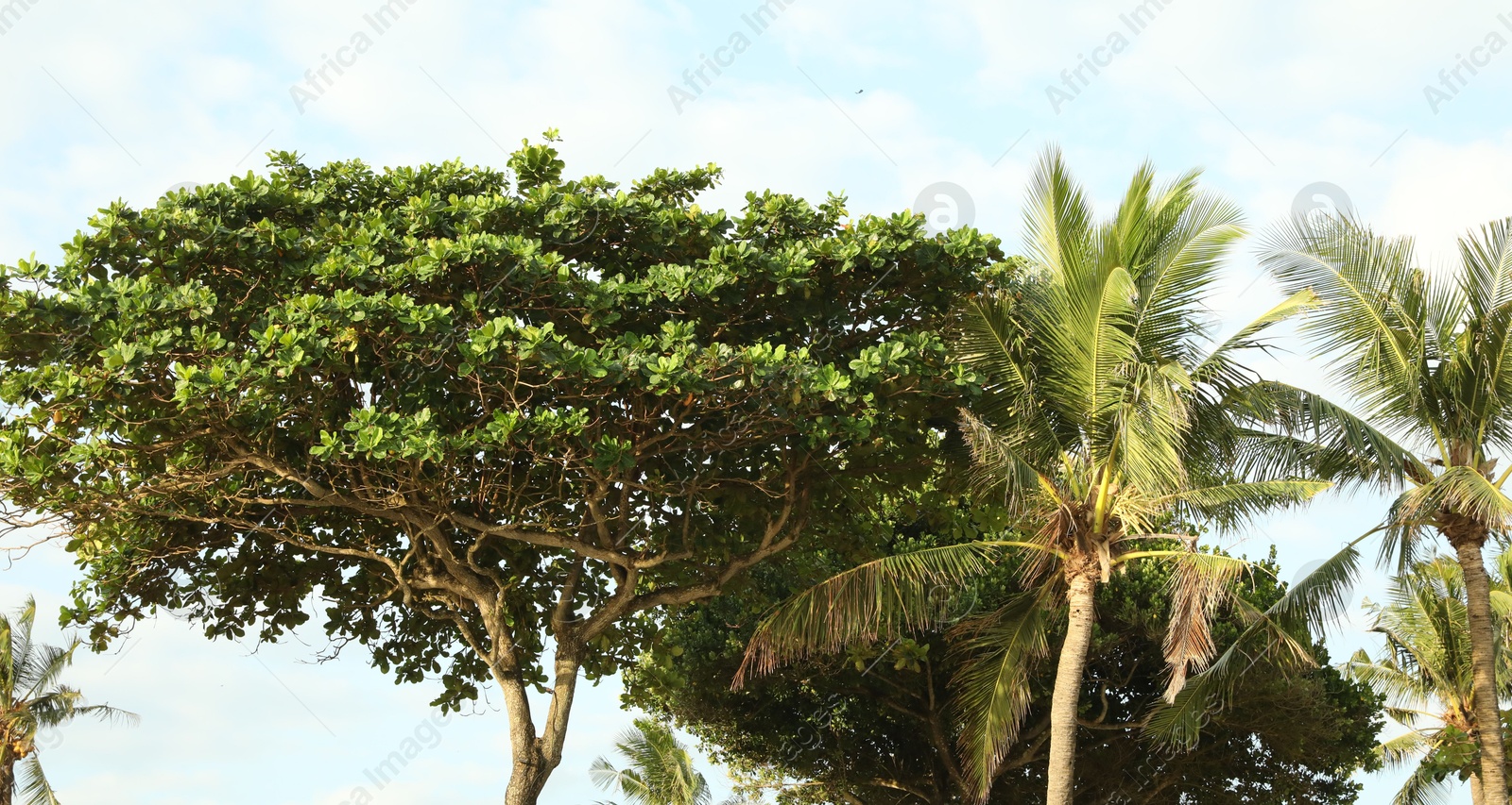 Beautiful palms tree and other trees growing outdoors, low angle view Photo of Beautiful palms tree and other trees growing outdoors, low angle view
