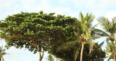 Photo of Beautiful palms tree and other trees growing outdoors, low angle view