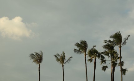Photo of Beautiful palm trees against cloudy sky, space for text