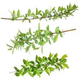 Image of Branches with green leaves on white background, collage