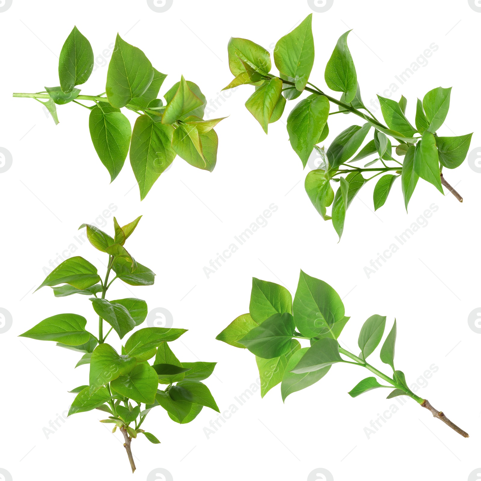 Branches with green leaves on white background, collage Image of Branches with green leaves on white background, collage