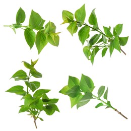 Image of Branches with green leaves on white background, collage